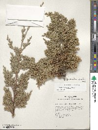 Juniperus procumbens image