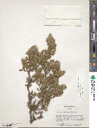 Juniperus procumbens image