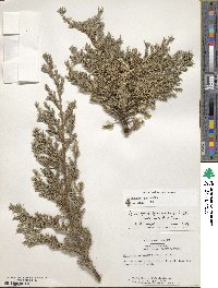 Juniperus procumbens image