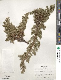 Juniperus procumbens image