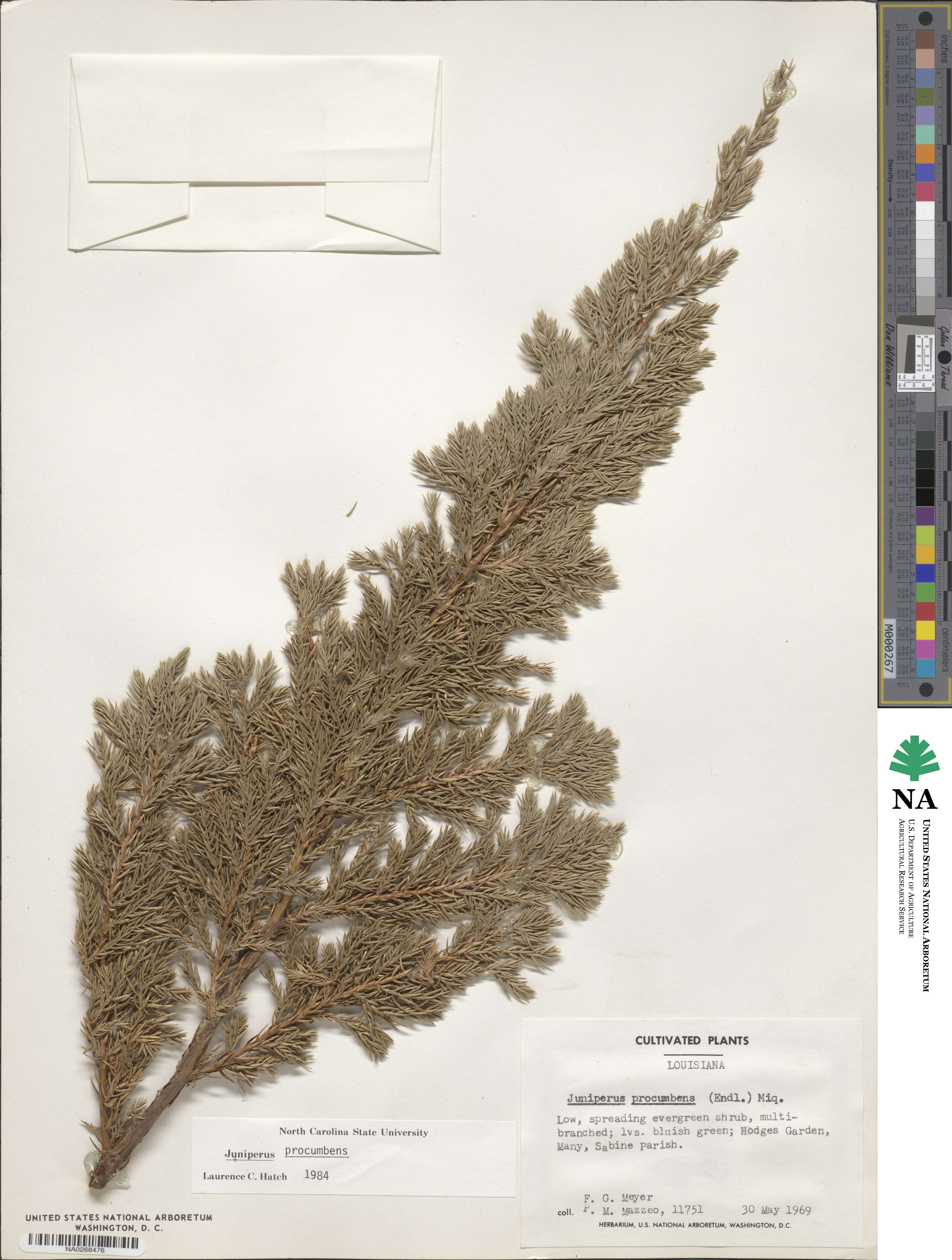 Juniperus procumbens image
