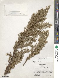 Juniperus procumbens image