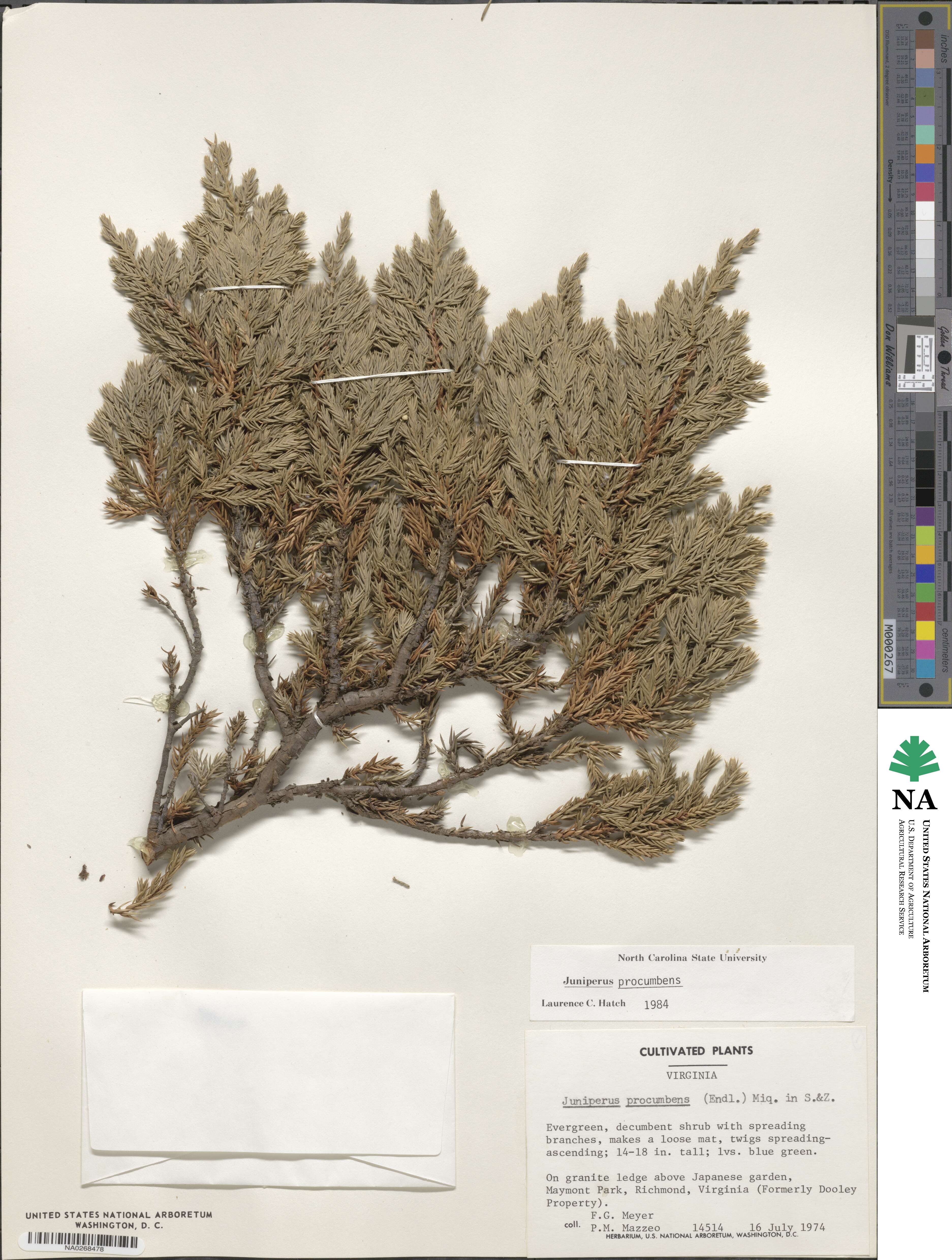 Juniperus procumbens image