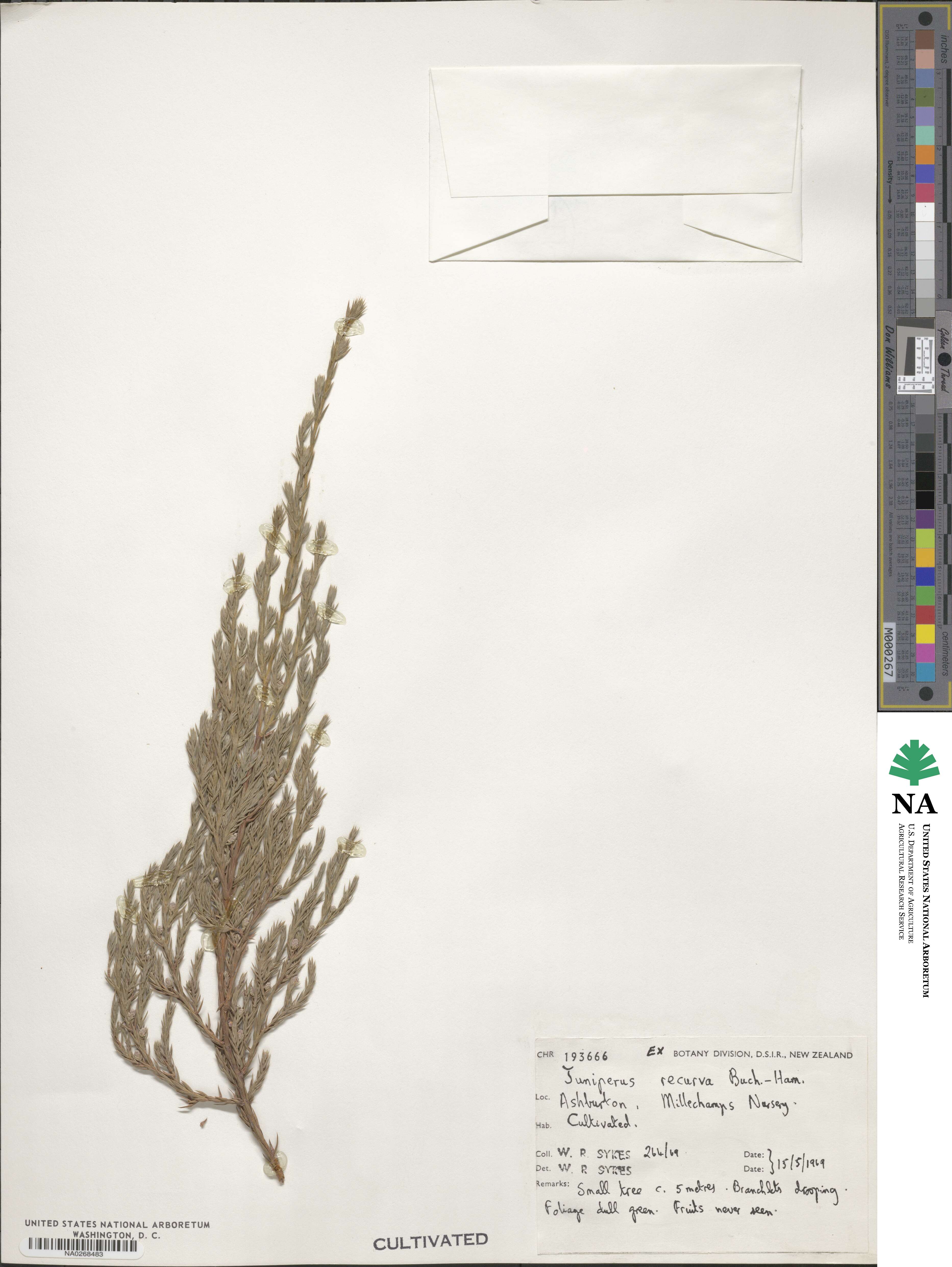 Juniperus recurva image