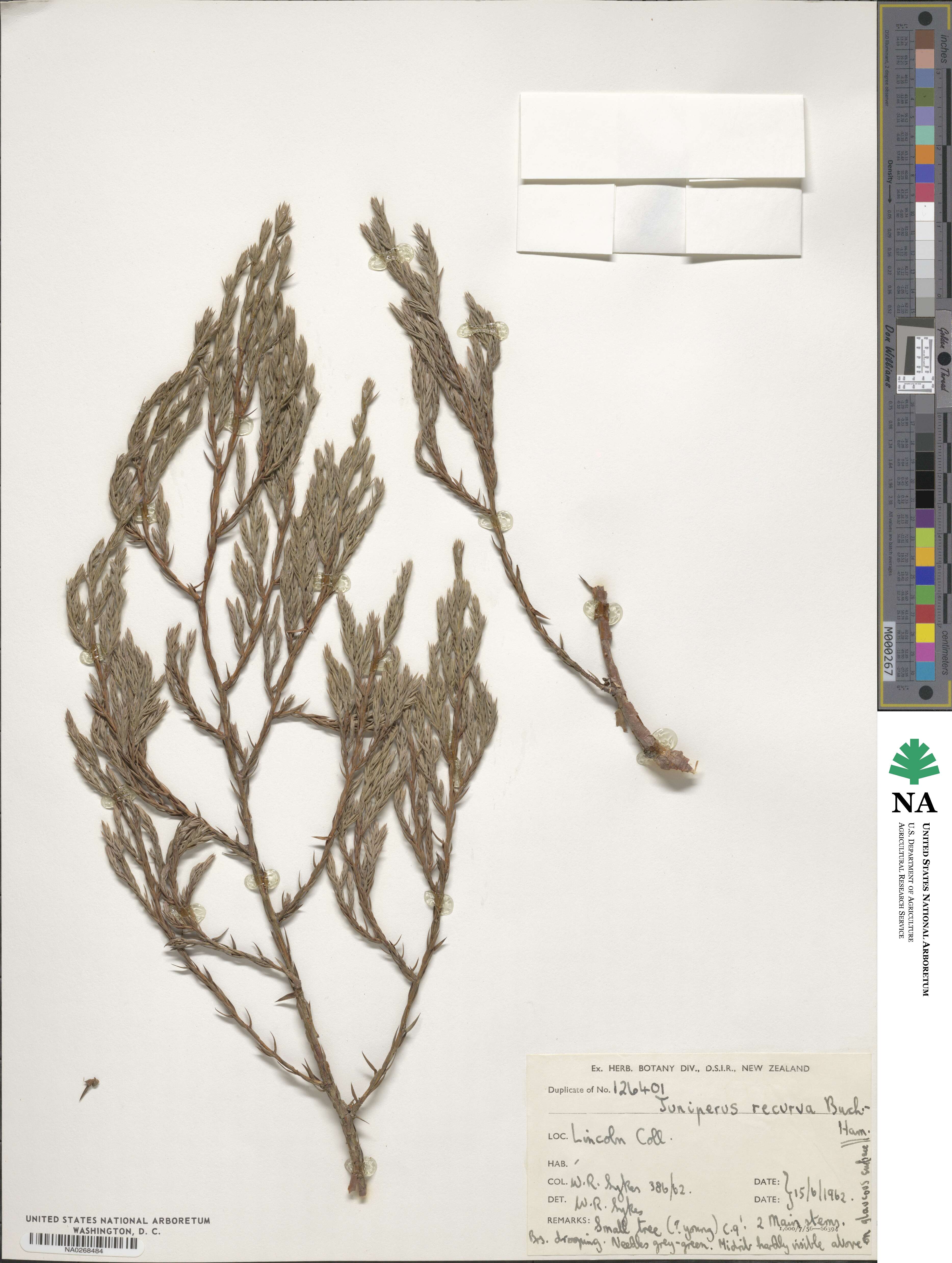 Juniperus recurva image