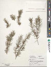 Juniperus rigida image