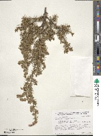 Juniperus rigida image