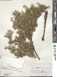 Juniperus rigida image