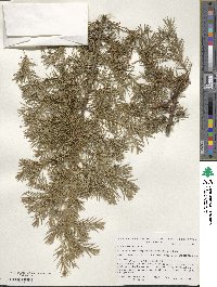 Juniperus rigida image