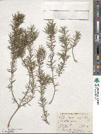 Juniperus rigida image