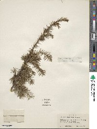 Juniperus rigida image