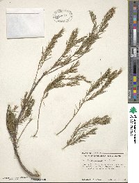 Juniperus rigida image