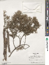 Juniperus rigida image