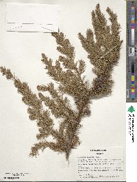 Juniperus rigida image