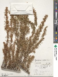 Juniperus rigida image