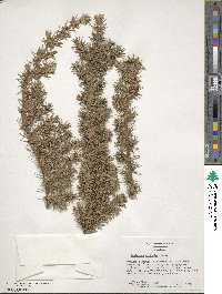 Juniperus rigida image