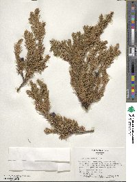 Juniperus rigida image