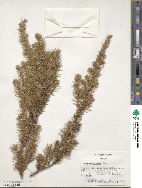 Juniperus rigida image