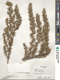 Juniperus rigida image