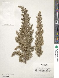 Juniperus rigida image