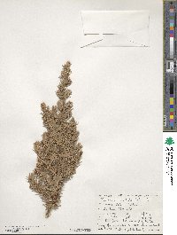 Juniperus rigida image