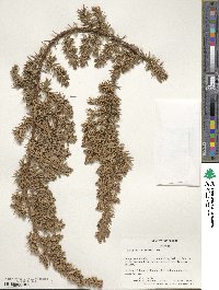 Juniperus rigida image