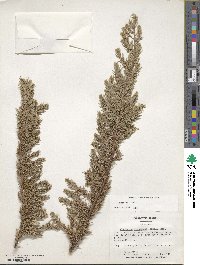 Juniperus rigida subsp. conferta image