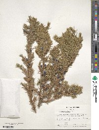 Juniperus rigida subsp. conferta image