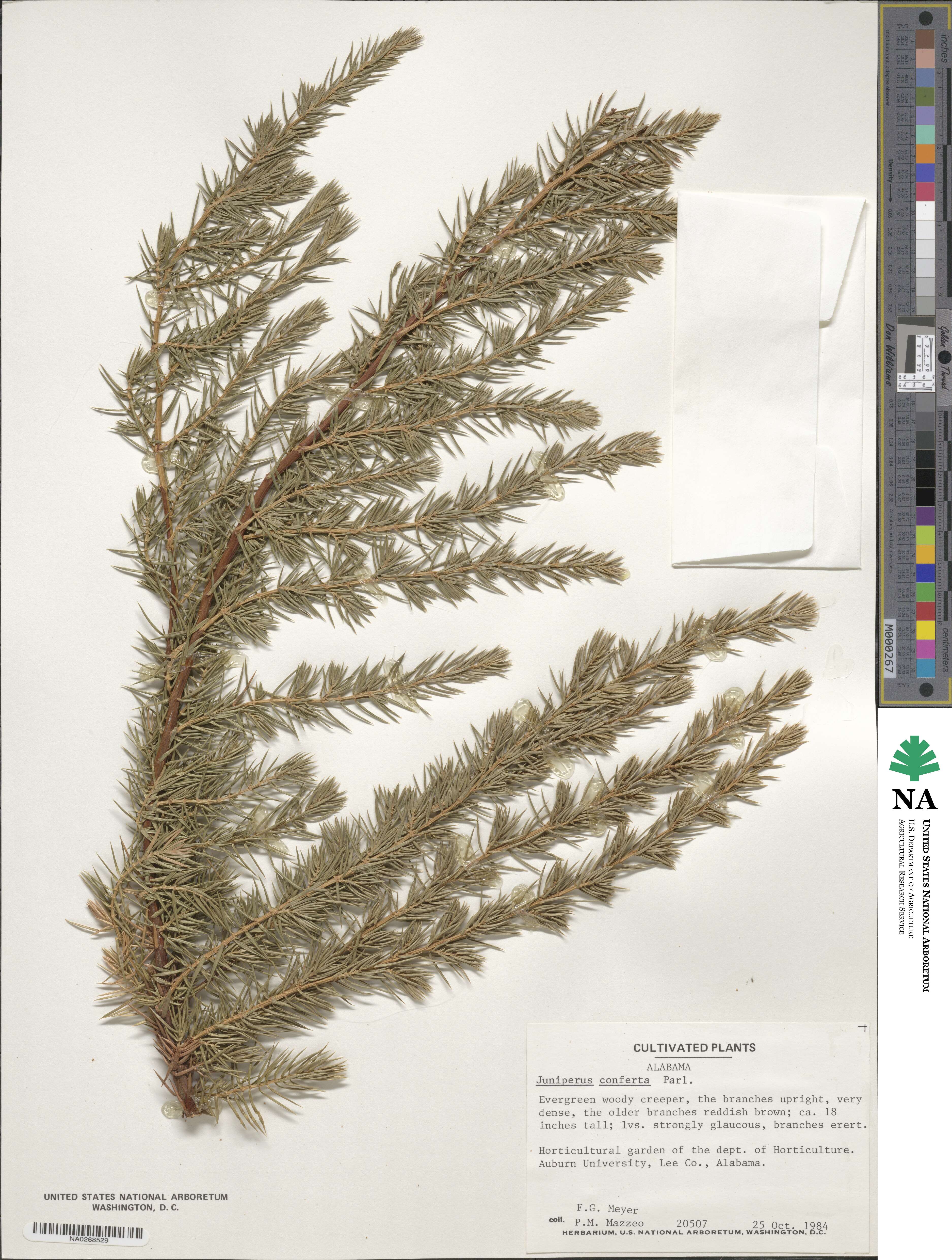 Juniperus rigida subsp. conferta image