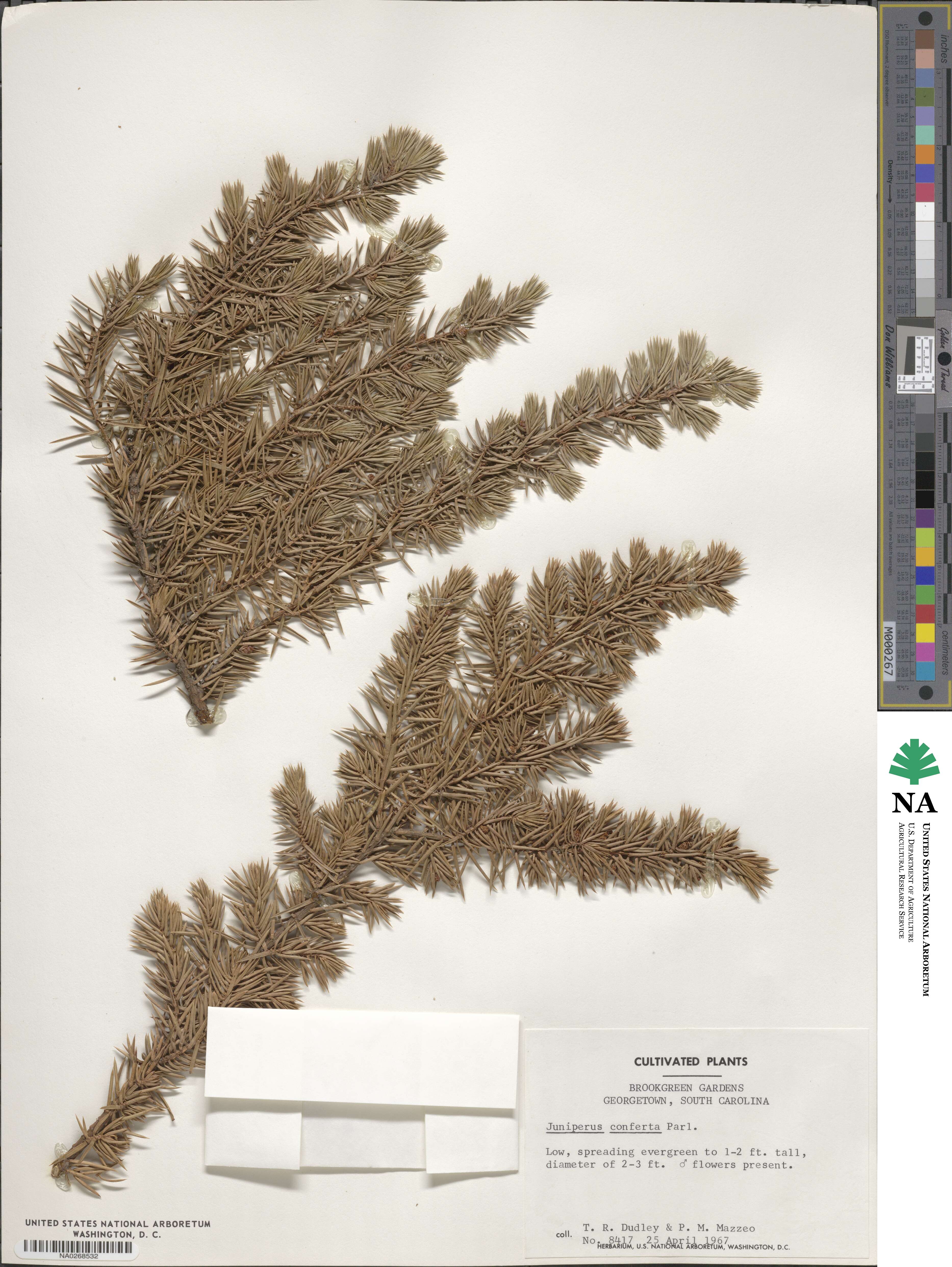 Juniperus rigida subsp. conferta image
