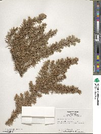 Juniperus rigida image