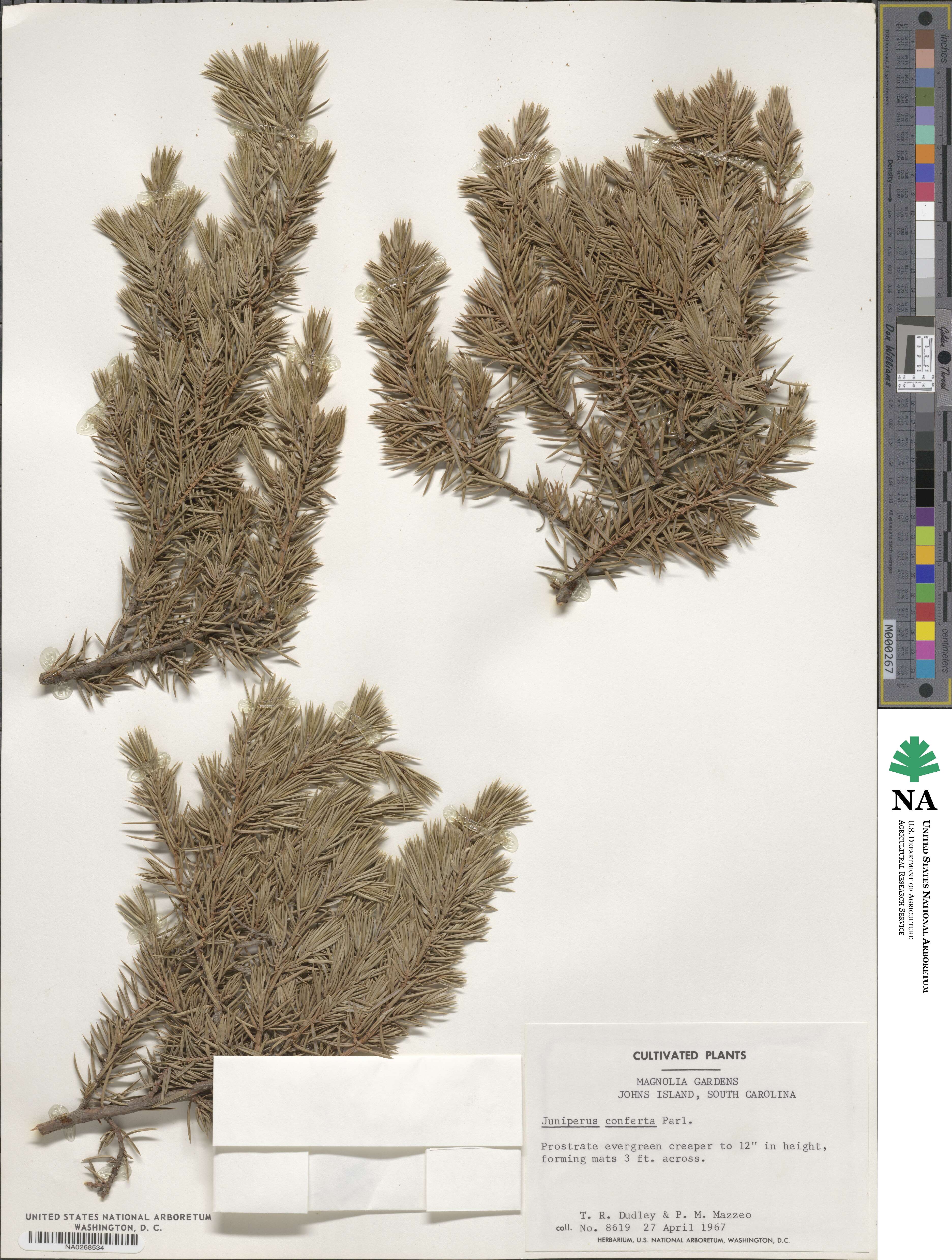 Juniperus rigida image