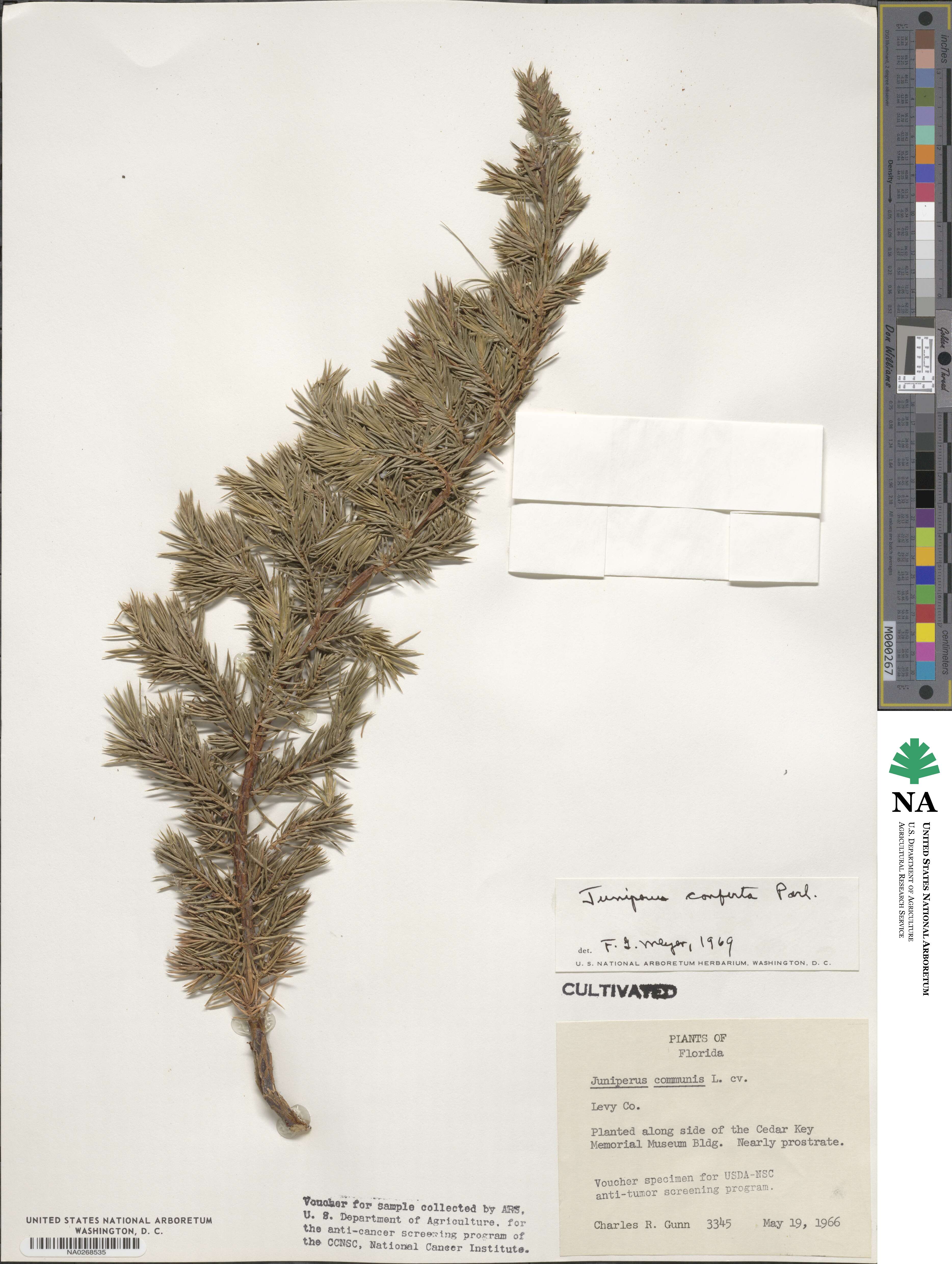 Juniperus rigida image