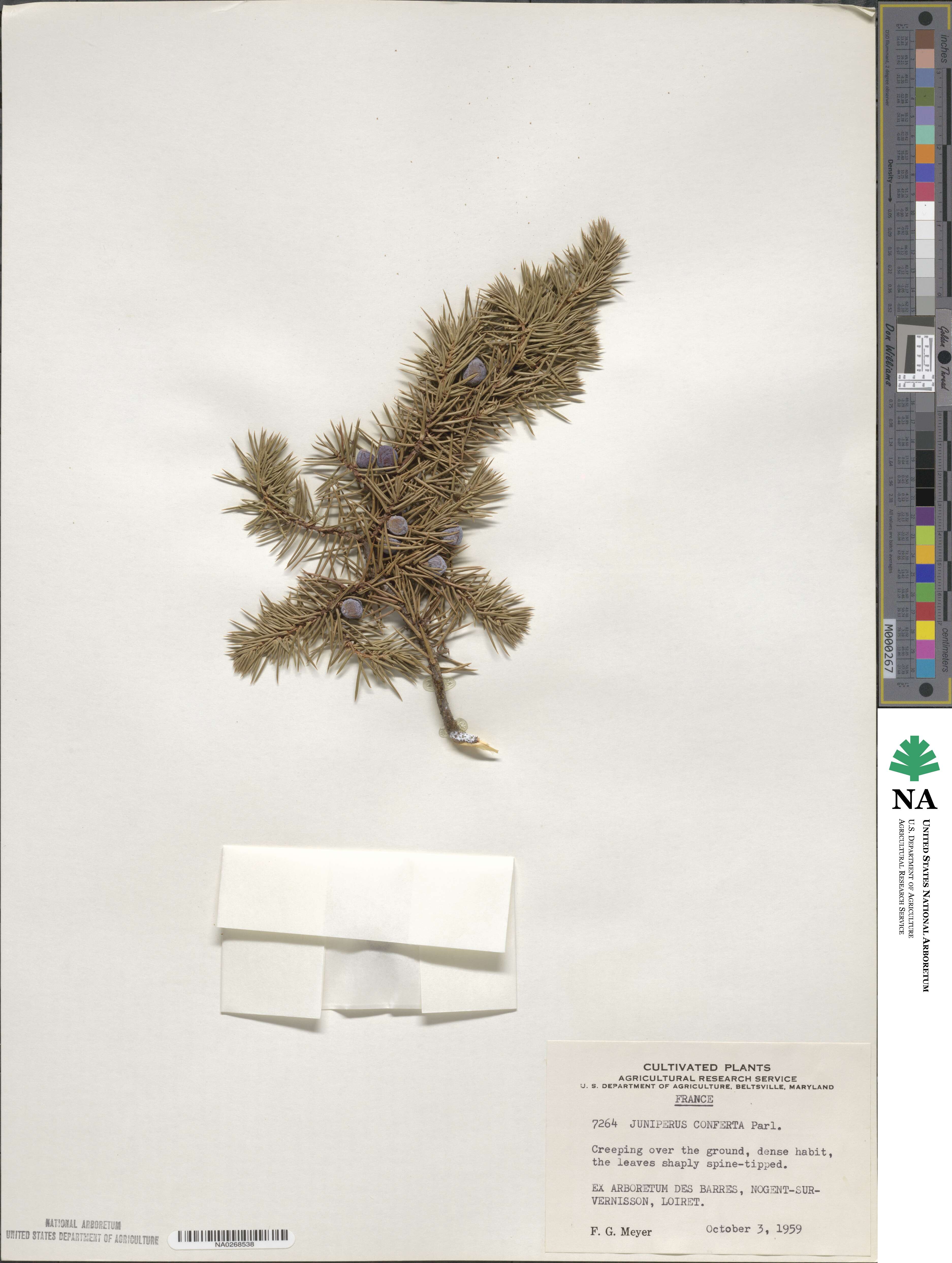 Juniperus rigida image