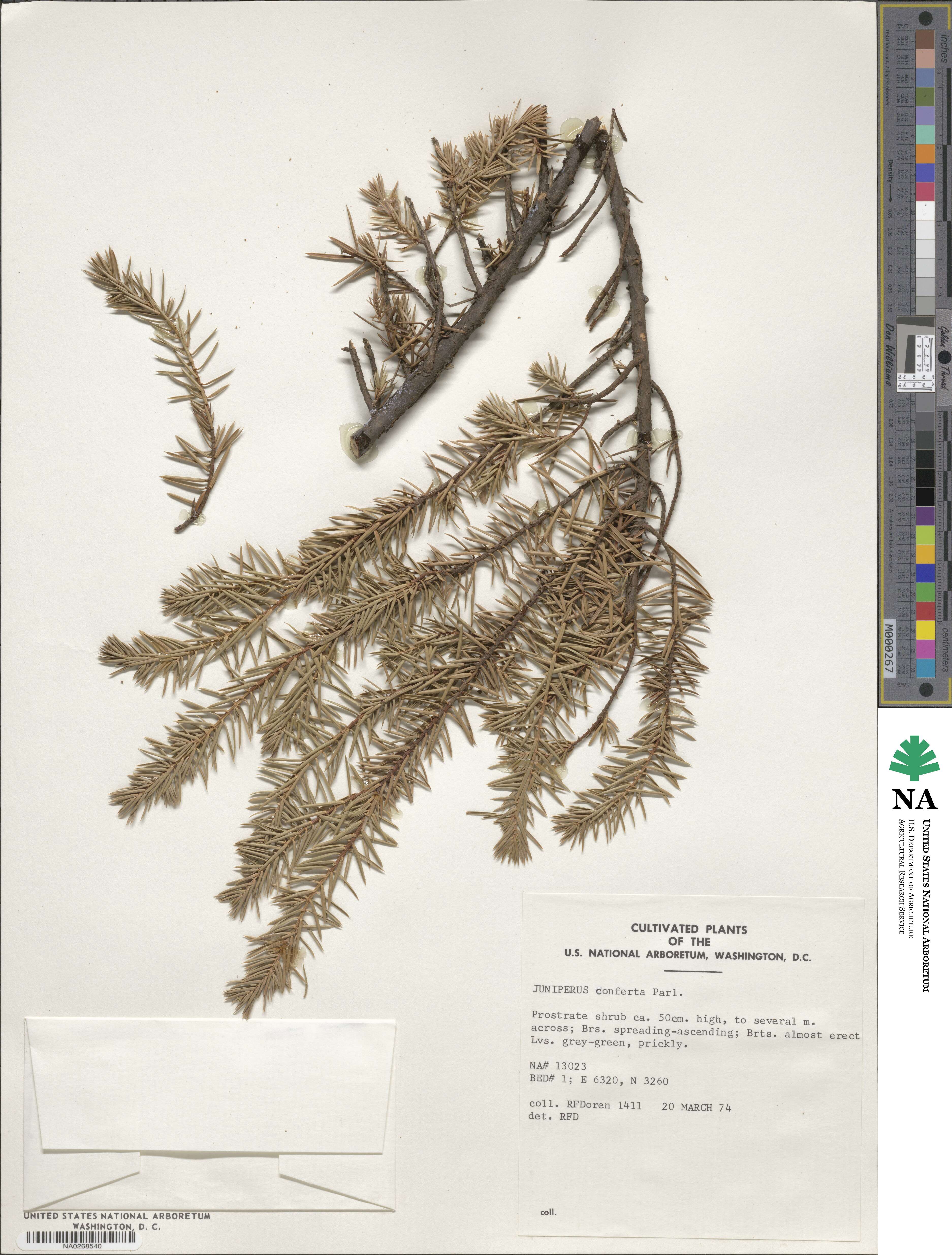 Juniperus rigida image