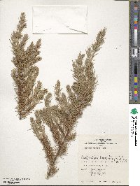 Juniperus rigida subsp. conferta image