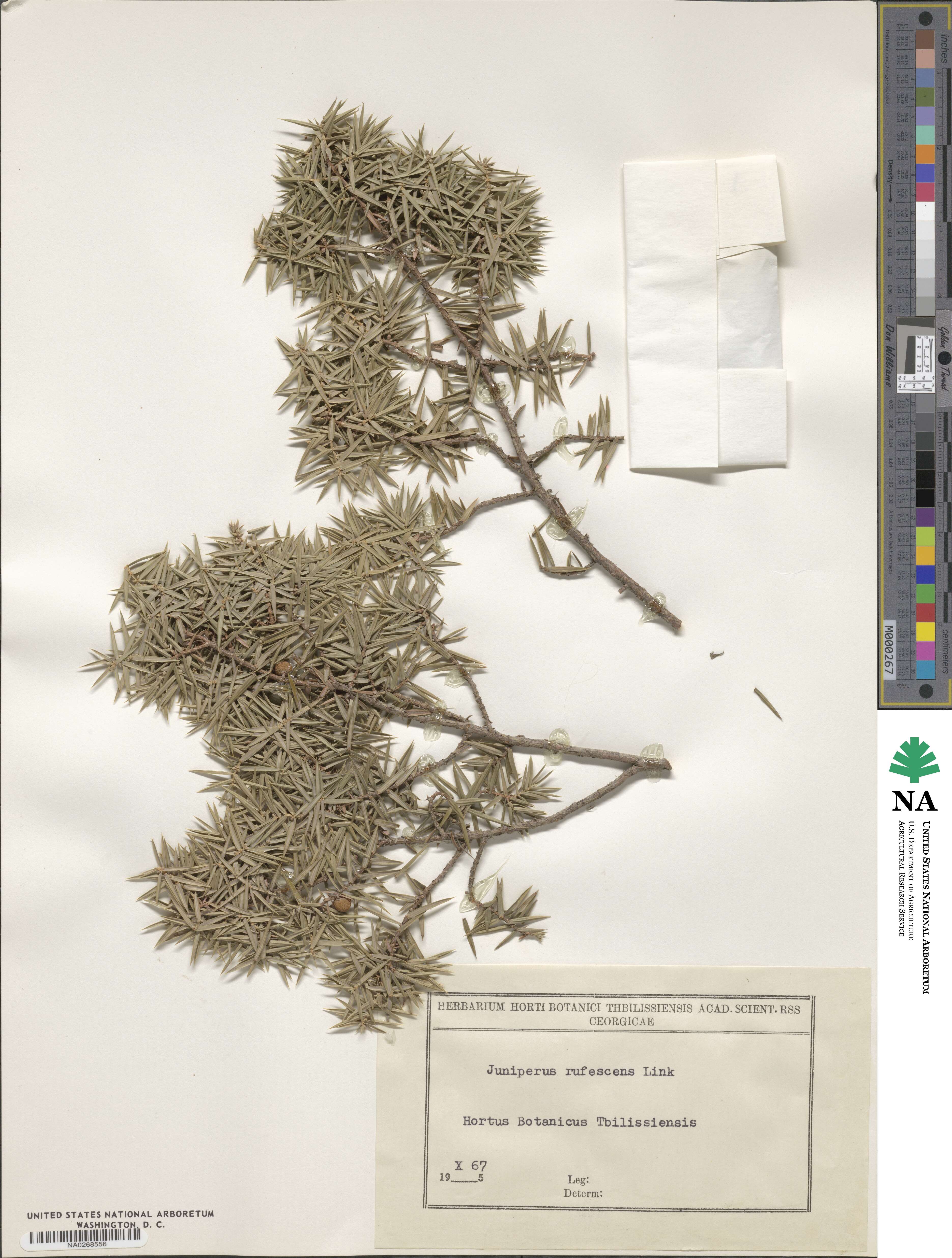 Juniperus oxycedrus subsp. oxycedrus image