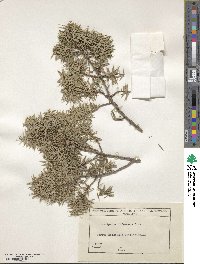 Juniperus oxycedrus subsp. oxycedrus image