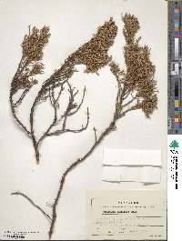 Juniperus sabina image