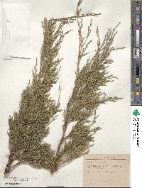 Juniperus sabina image