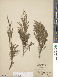 Juniperus sabina image