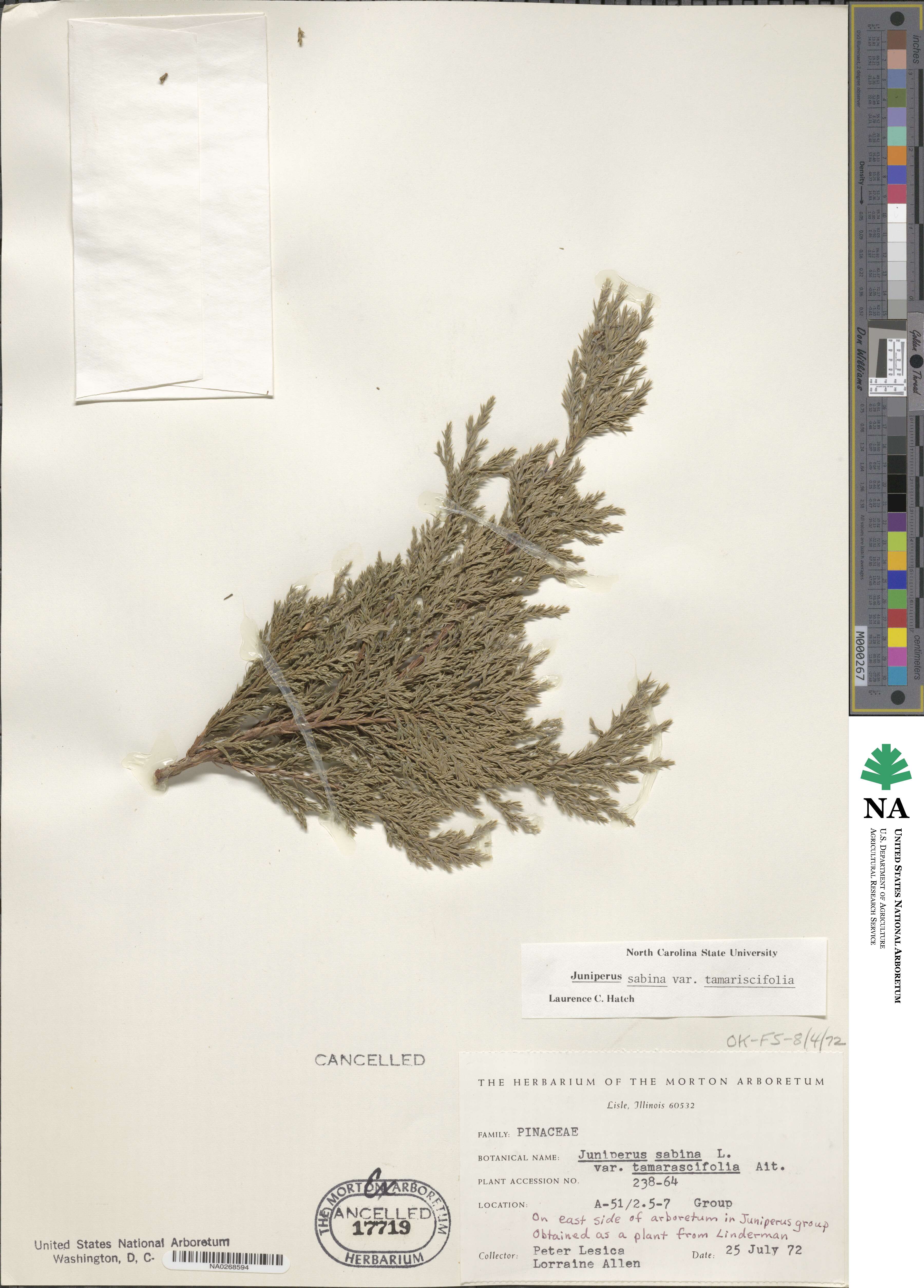 Juniperus sabina var. tamariscifolia image