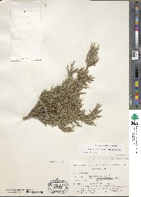 Juniperus sabina image