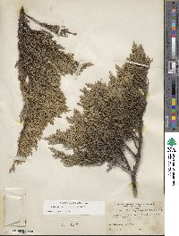 Juniperus sabina image