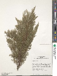 Juniperus sabina image