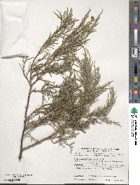 Juniperus scopulorum image