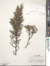 Juniperus scopulorum image