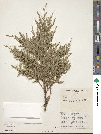 Juniperus scopulorum image