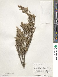 Juniperus scopulorum image