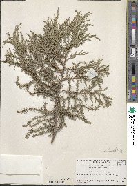 Juniperus excelsa subsp. polycarpos image